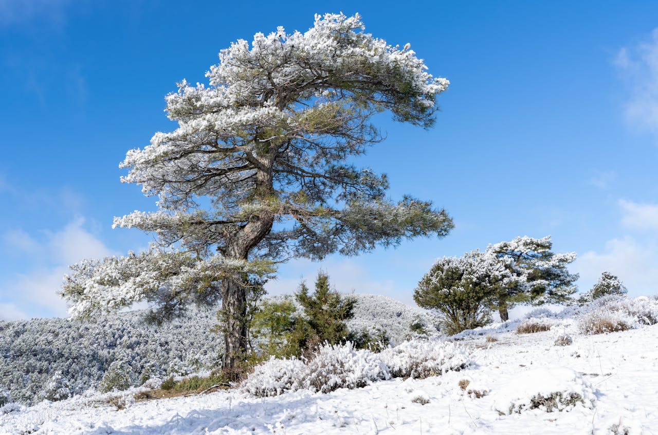 services-02 Scenic winter view of snow-covered trees in Huerta del Marquesado, Spain.